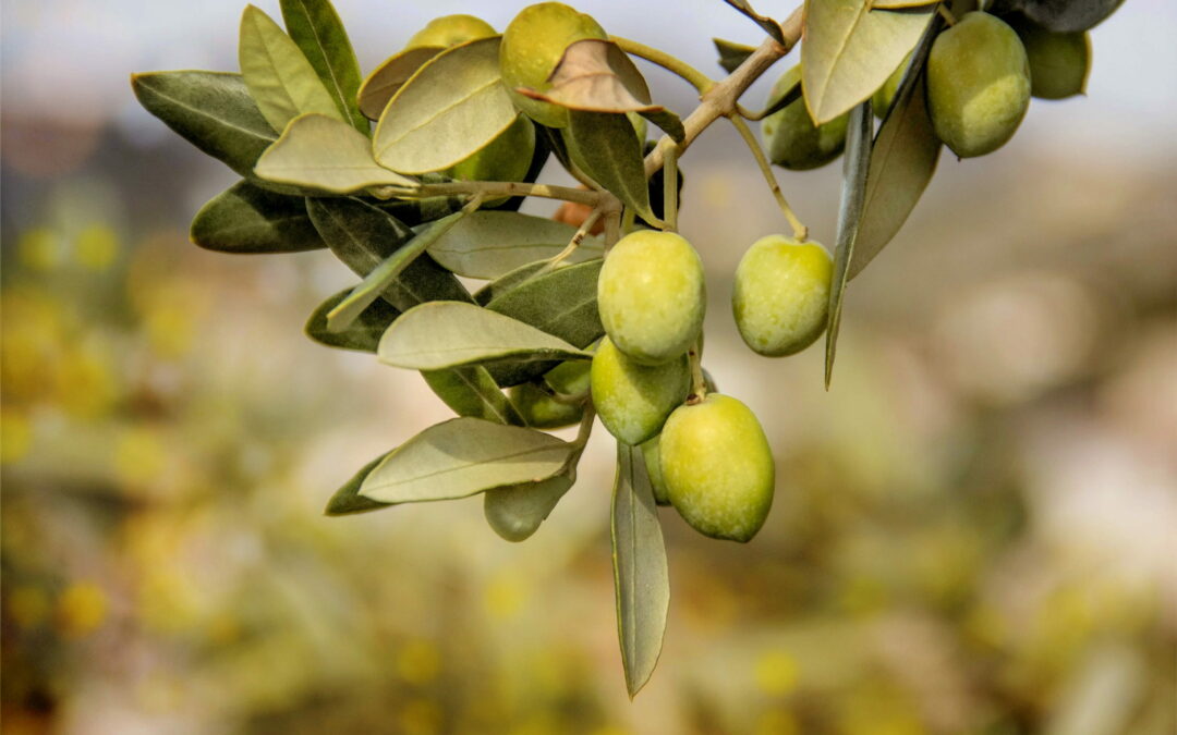 OliveOilMedNet project meets in Alentejo, Portugal